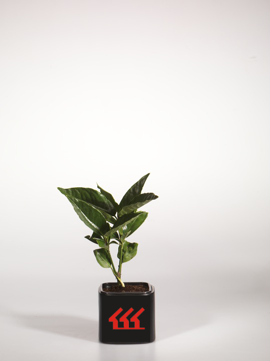 Аукуба японська Аукуба японська