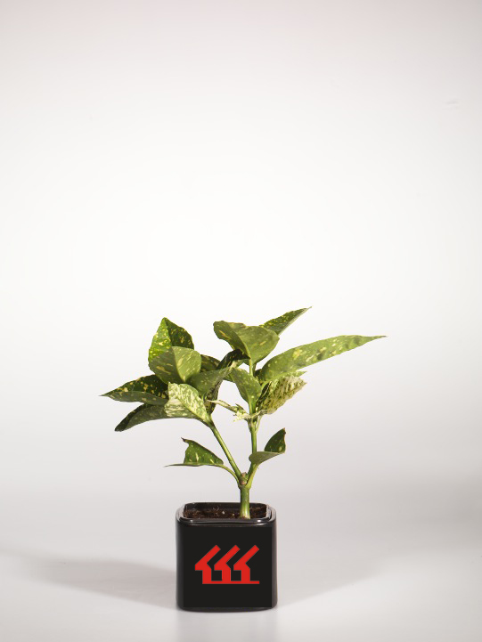 Аукуба японська Аукуба японська