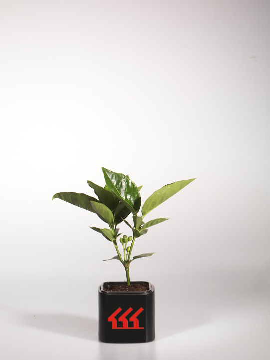 Аукуба японська Аукуба японська