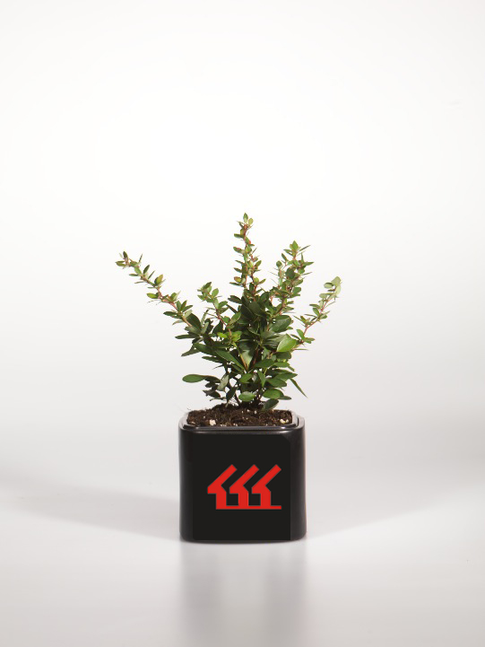 Барбарис самшитолистий Барбарис самшитолистий