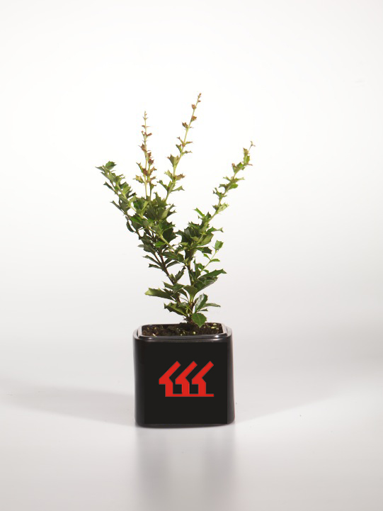 Барбарис Дарвіна Барбарис Дарвіна