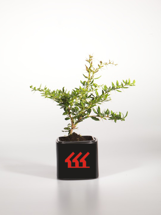 Барбарис Фрикарта Барбарис Фрикарта