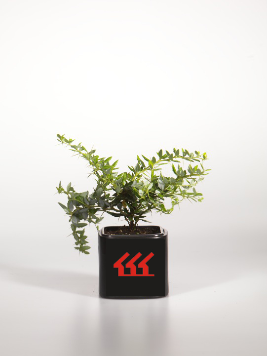 Барбарис Фрикарта Барбарис Фрикарта