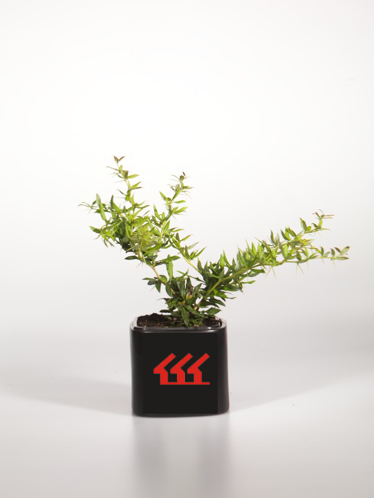 Барбарис гібрид Гагнепейна Барбарис гібрид Гагнепейна