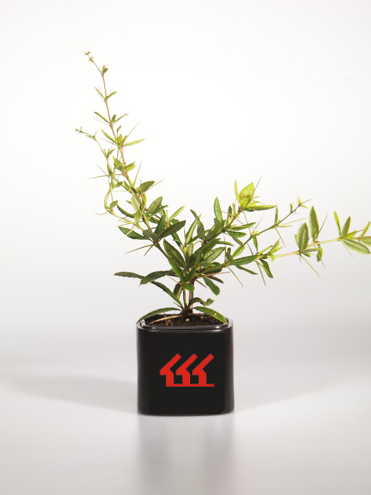 Барбарис Юліана Барбарис Юліана