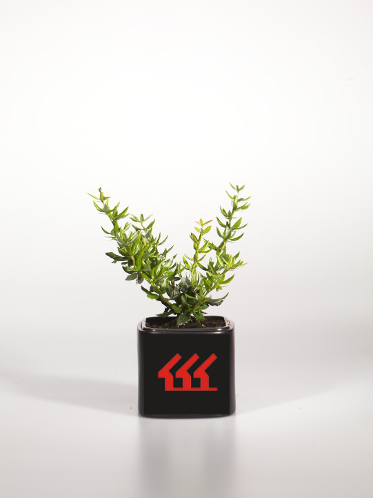 Барбарис Барбарис