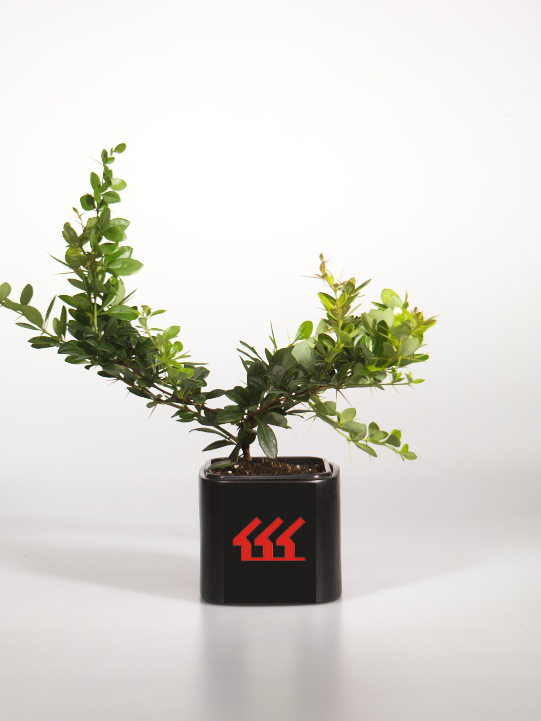 Барбарис середній Барбарис середній