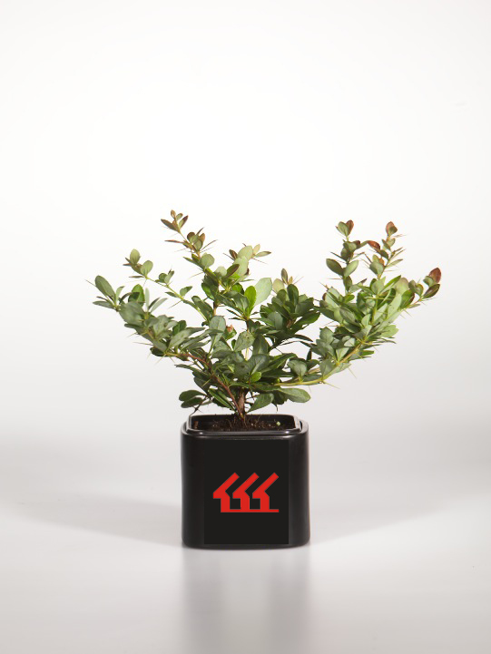 Барбарис середній Барбарис середній