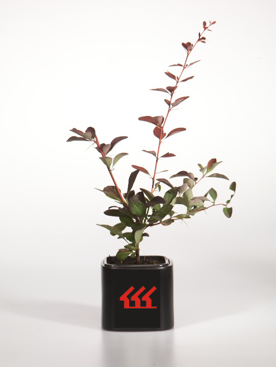 Барбарис Оттавський Барбарис Оттавський