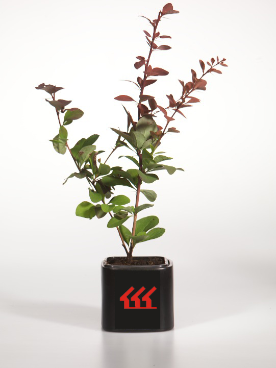 Барбарис Оттавський Барбарис Оттавський