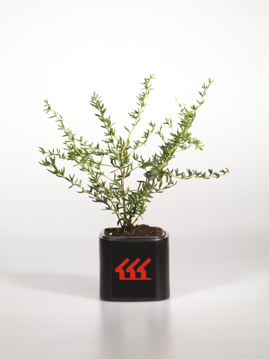 Барбарис вузьколистий Барбарис вузьколистий