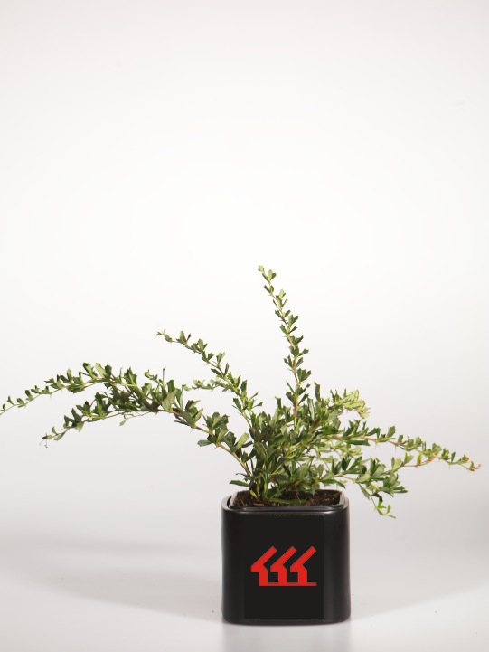 Барбарис вузьколистий Барбарис вузьколистий