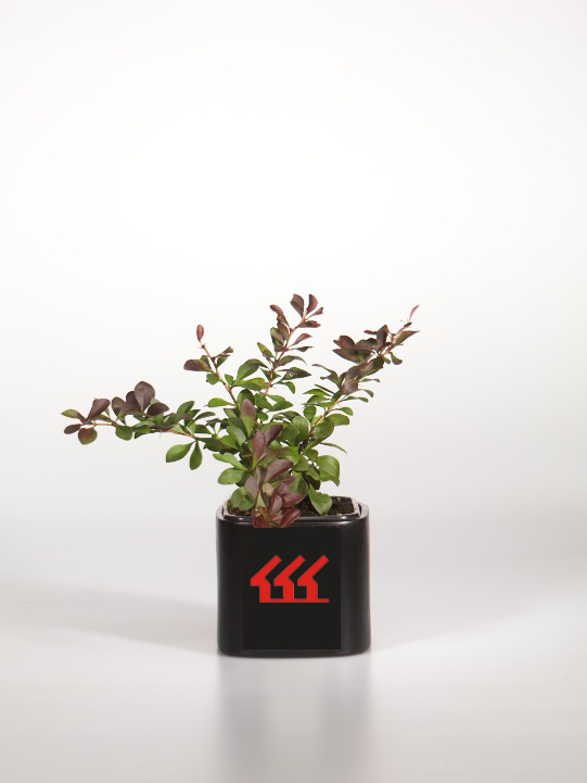 Барбарис Тунберга Барбарис Тунберга