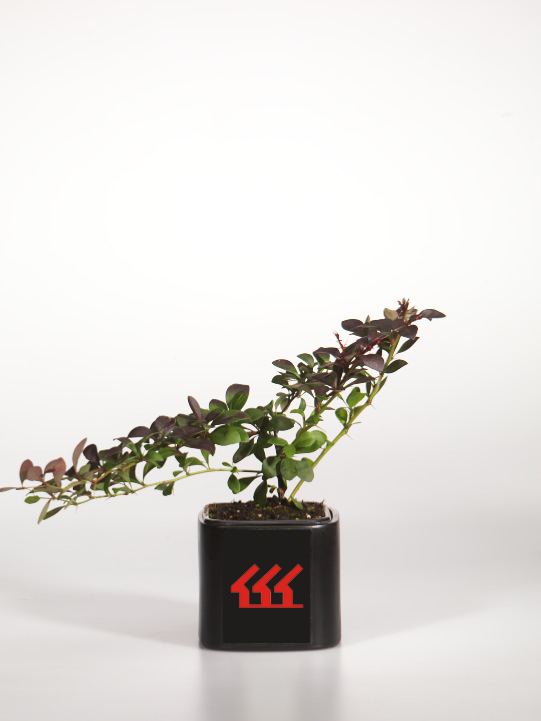 Барбарис Тунберга Барбарис Тунберга