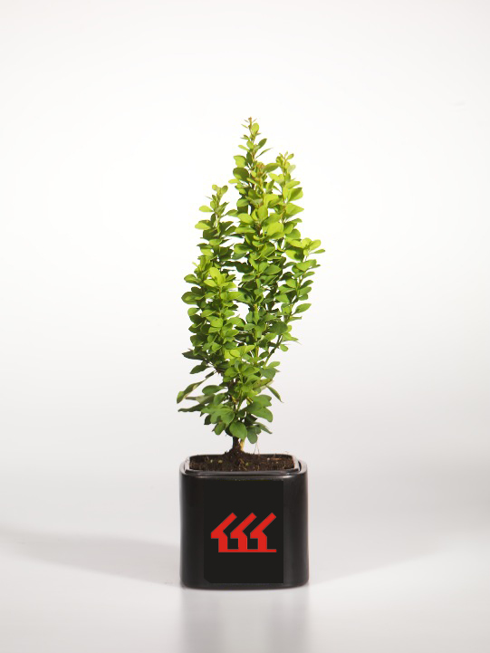 Барбарис Тунберга Барбарис Тунберга