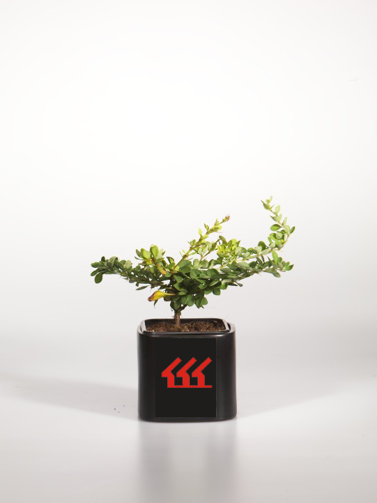 Барбарис Тунберга Барбарис Тунберга