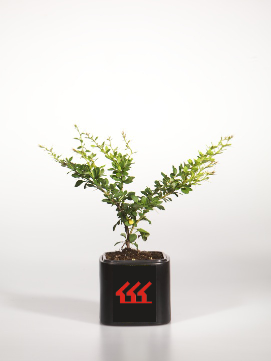 Барбарис Тунберга Барбарис Тунберга