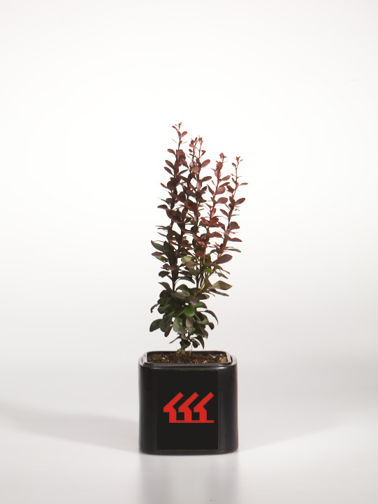 Барбарис Тунберга Барбарис Тунберга