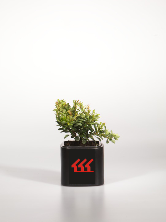 Барбарис Тунберга Барбарис Тунберга