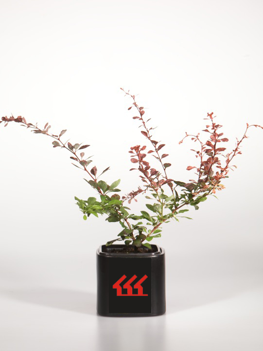 Барбарис Тунберга Барбарис Тунберга