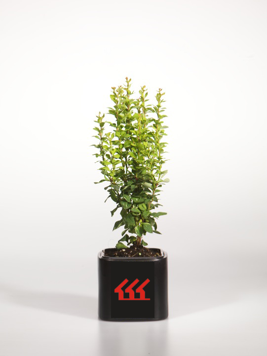 Барбарис Тунберга Барбарис Тунберга