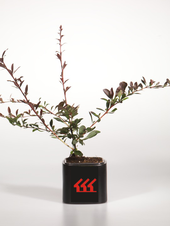 Барбарис Тунберга Барбарис Тунберга