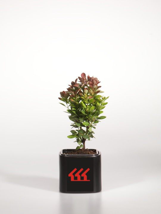 Барбарис Тунберга Барбарис Тунберга