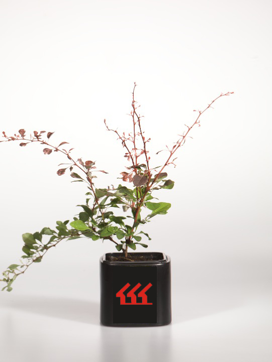 Барбарис Тунберга Барбарис Тунберга