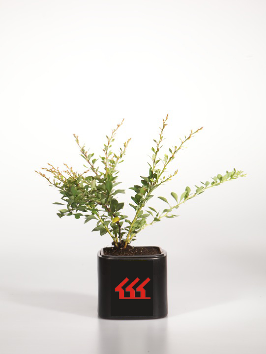 Барбарис Тунберга Барбарис Тунберга