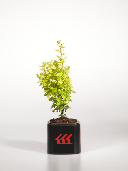 Барбарис Вилсона Барбарис Вилсона