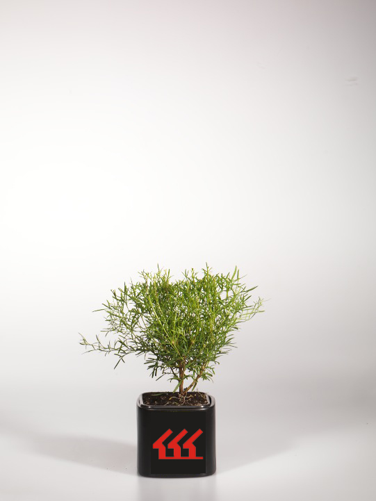 Борония різнолиста Борония різнолиста