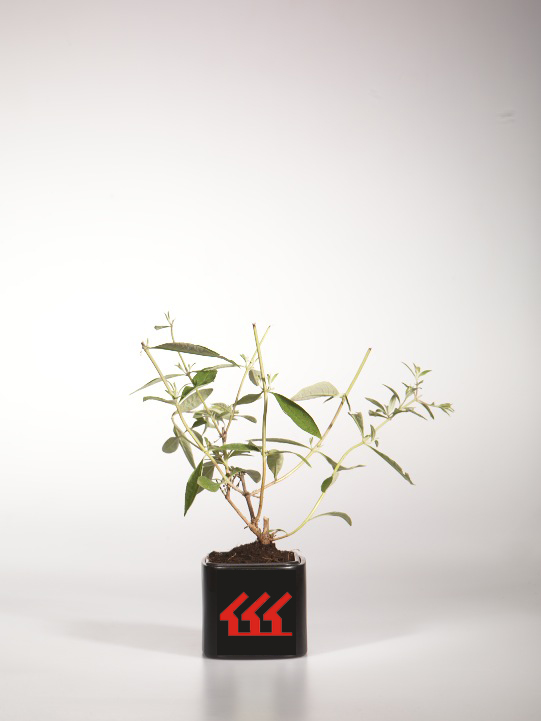 Будлея Давида Будлея Давида