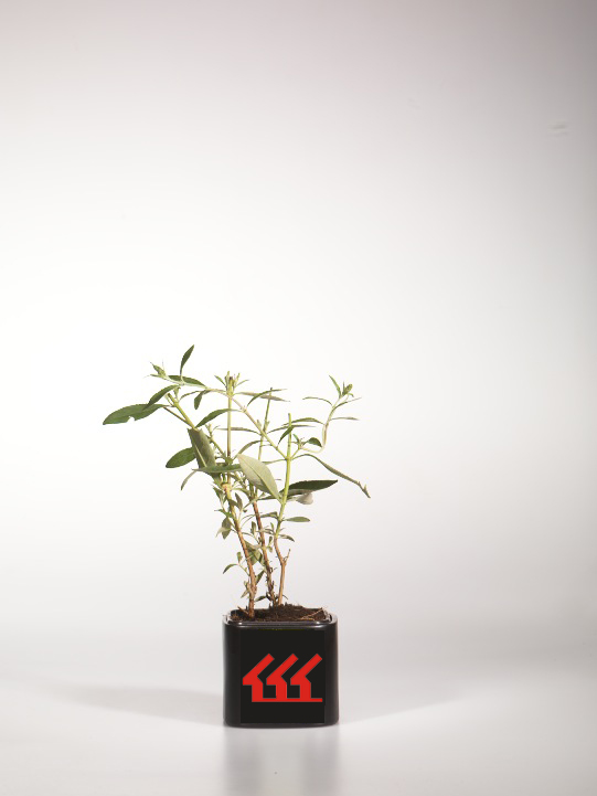 Будлея Давида Будлея Давида