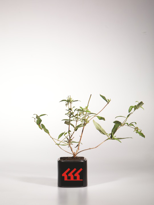 Будлея Давида Будлея Давида