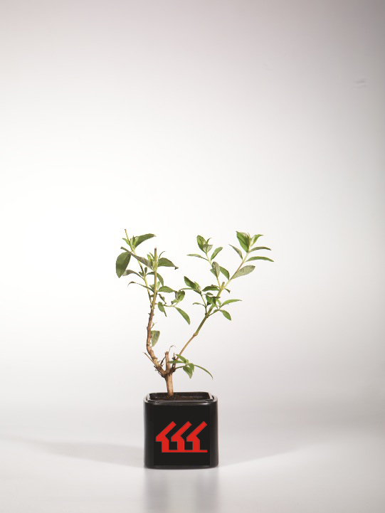 Будлея Давида Будлея Давида