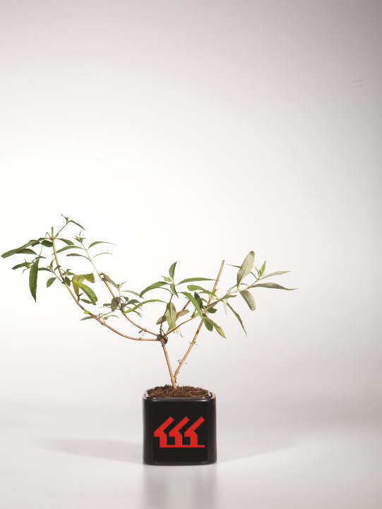 Будлея Давида Будлея Давида