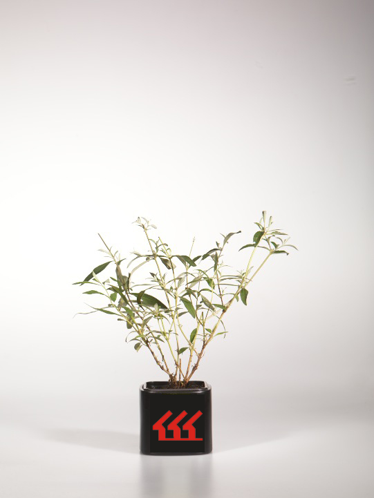 Будлея Давида Будлея Давида